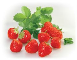 Erdbeeren - Zum Anbeißen süß
