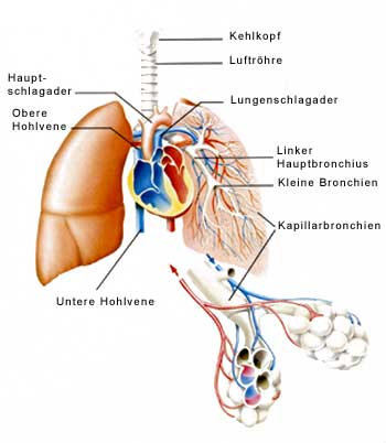 Eibenwirkstoff Paclitaxel hilft bei Lungenkrebs