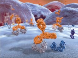 Antikörper: Neue Therapieansätze bei Darmkrebs