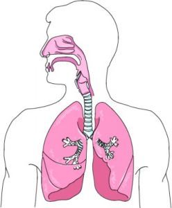 Ursache von Asthma bronchiale