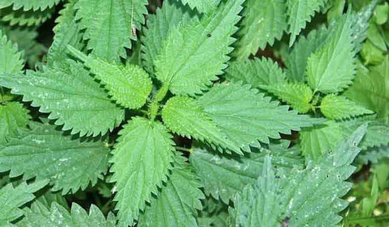 The nettle - a medicinal plant