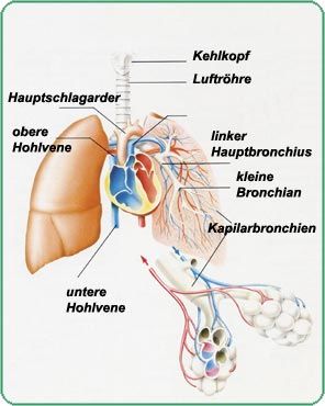 Die Folgen der asthmatischen Entzündungen