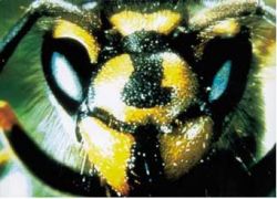 Bienen- und Wespenstiche können lebensgerfährlich sein