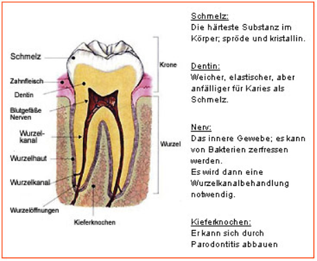 Was Sie schon immer über Zähne wissen wollten