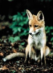 Fuchsbandwurm bei Lebensmitteln aus dem Wald