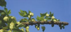 Hopfen als Heilpflanze