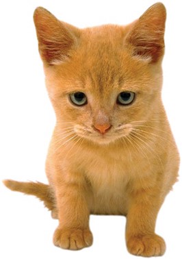 Die Katzenallergie