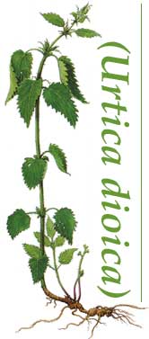 Heilpflanze des Monats: Die Brennnessel (Urica dioica)