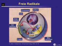 Oxidativer Stress