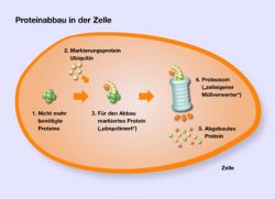 Therapiemöglichkeiten bei der Blutkrebserkrankung