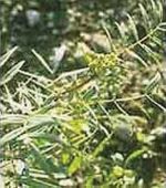 Heilpflanze Senna (Sennespflanze) mit langer Tradition