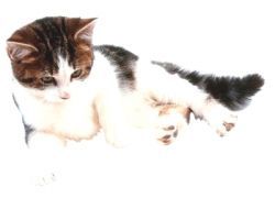 Katzenallergie - muss der Kater weg?