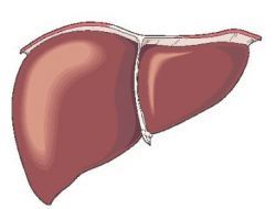 Hepatitis - Leberentzündung