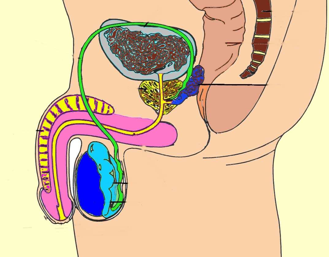 Ts Prostate