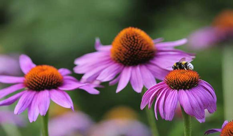 Vorsicht für Insektengiftallergiker