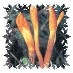 Power-Heilpilz Cordyceps (Chinesischer Raupenpilz)