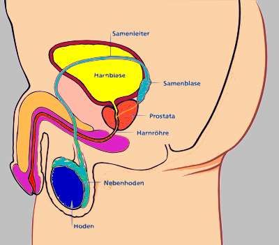 Entzündung der Eichel (Balanitis)