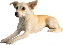 Hypothyreose (Schilddrüsenunterfunktion) des Hundes