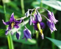 Neurodermitis - Hilfe aus der Natur