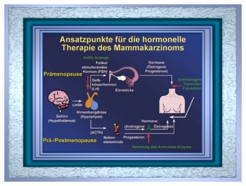 Testosteron kaufen: Zurück zu den Grundlagen