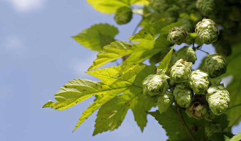 Hopfen - mehr als nur eine Pflanze