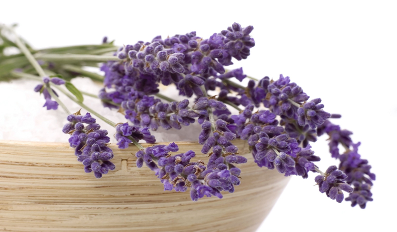 Lavendel in der Naturheilkunde