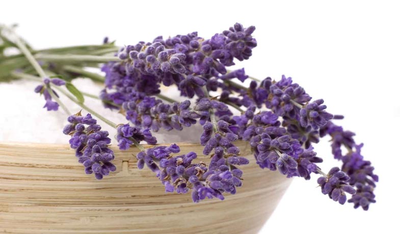 Lavendel - eine wichtige Heilpflanze